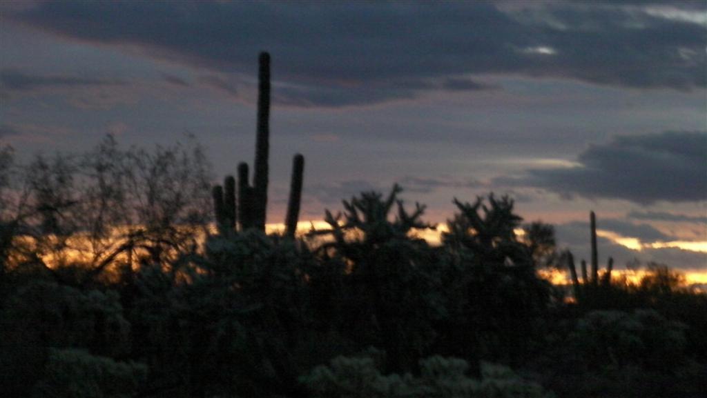 Saguaro